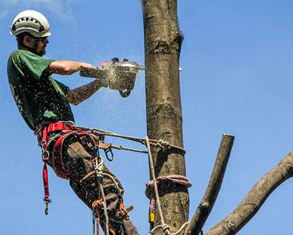 An Insight into Situations Where Tree Removal Becomes Necessary and Why You Should Hire a Professional Arborists for Tree Removal