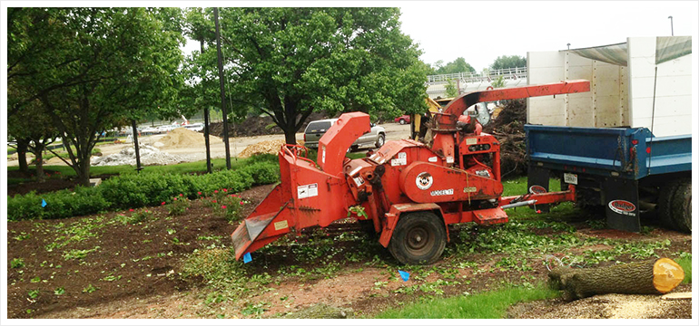 Tree Trimming Near Me