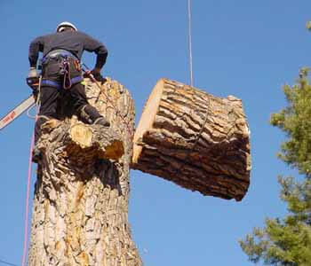 What are the 4 Important Tree Services Provided by Professional Firms?