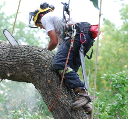 What are Some of the Reasons Task of Tree Removal Should be Left for Experts to Handle?
